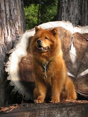 Murphy the red Chow Chow is sitting on a decorative tree stump of a fallen tree and two standing trees